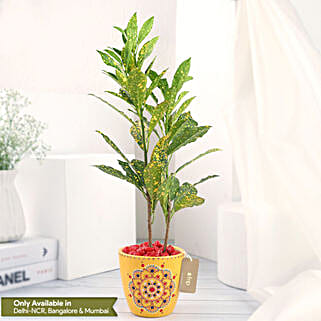 Croton Plant in Ceramic Pot-picture-12