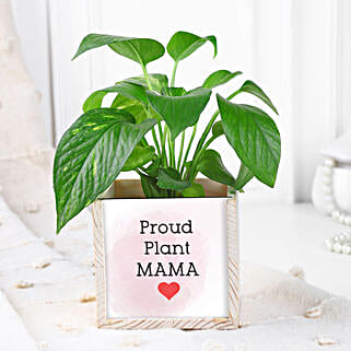 Desktop Money Plant-picture-27