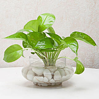 Divine Money Plant Terrarium-picture-14