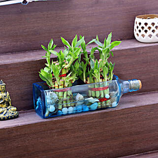 Double Lucky Bamboo In Bombay Sapphire Bottle Planter-picture-15