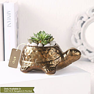 Echeveria Plant n Ceramic Pot-picture-34