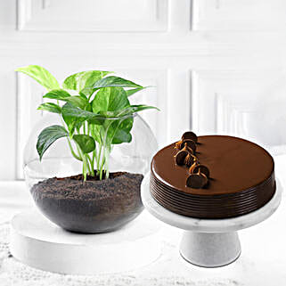 Eggless Truffle Cake & Money Plant-picture-15