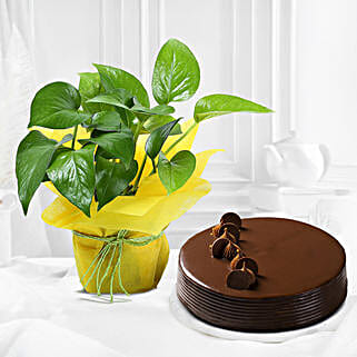 Eggless Truffle Cake N Money Plant-picture-31