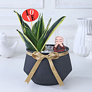 Eternal Milt Harmony Plant-picture-38