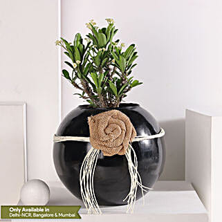 Euphorbia White Harmony-picture-13