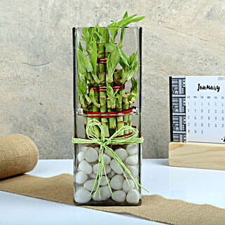 Exquisite Three Layer Bamboo Terrarium-picture-23