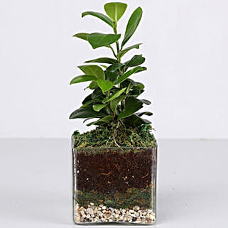 Ficus Compacta Plant 3 Glass Terrarium-picture-32