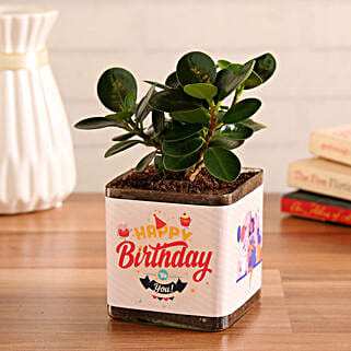 Ficus Compacta Plant In Happy Birthday Vase-picture-18