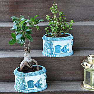 Ficus Ginseng Bonsai and Jade Plant Set-picture-30