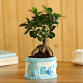 Ficus Ginseng Bonsai In Sea House Planter Hand Delivery-picture-23