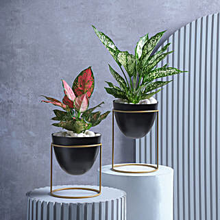 Fresh Green Treasures-picture-25