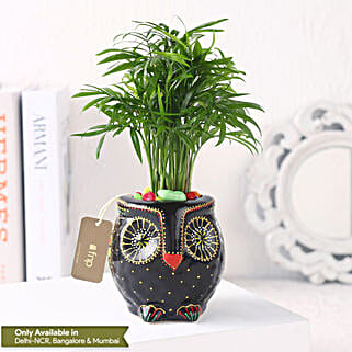 Gift of Fresh Air With Chamaedorea Plant-picture-36
