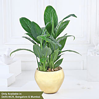Gold Harmony with Peace Lily-picture-39