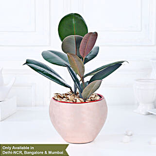 Gold Haven Rubber Plant Oasis-picture-29