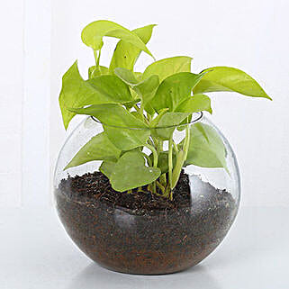Golden Money Plant In Glass Vase