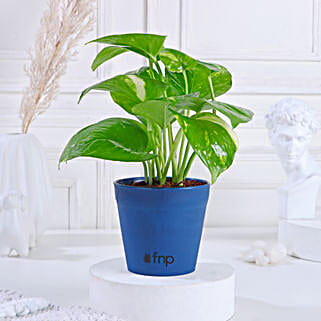 Golden Money Plant in Green Plastic Pot-image-6