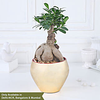 Golden Serenity with Ficus Bonsai-picture-30