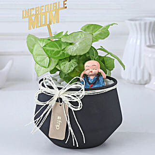 Golden Syngonium For Love Mom-picture-47