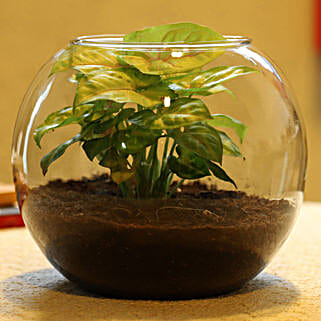 Golden Syngonium Plant In Glass Vase-picture-12