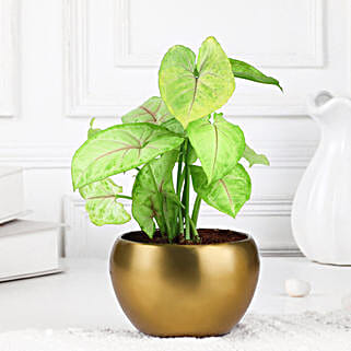 Golden Syngonium-picture-27