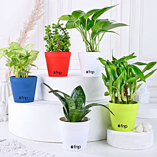 Grand 5 Green House Plant Set
