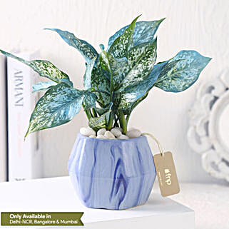 Green Aglaonema in Hexagon Pot-picture-52