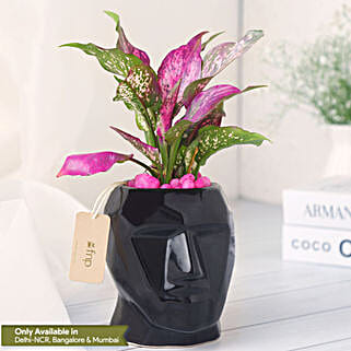 Green Aglaonema Plant in Black Pot-picture-33