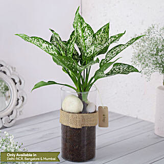 Green Aglaonema Plant In Pebbled Jar-picture-36
