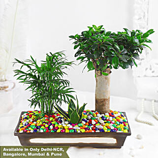 Green Beauties Colourful Garden Pot-picture-35
