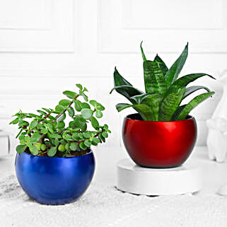 Green Blessings Bundle-picture-38