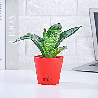 Green Sansevieria in Red Pot Gift