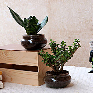 Green Sansevieria Jada Plant In Potpori Bowls-picture-32