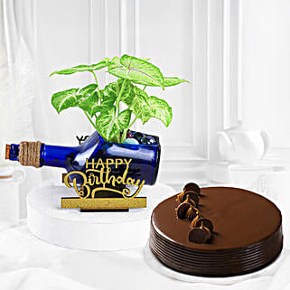Happy Birthday Syngonium Plant N Cake Combo-picture-17