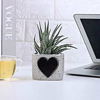 Haworthia Bliss For Valentines-picture-38