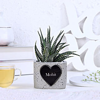 Haworthia Bliss-picture-40