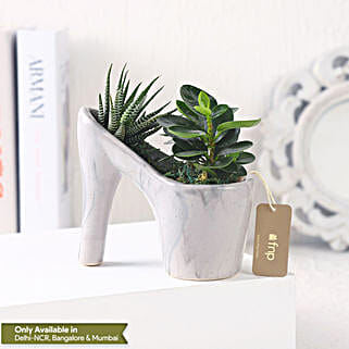 Haworthia N Ficus in Ceramic Pot-picture-32