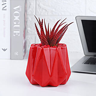 Haworthia Plant In Red Designer Pot-picture-10