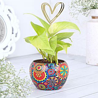 Heartfelt Money Plant Bloom-picture-12