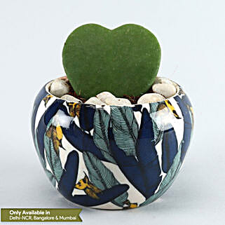 Hoya Plant Blue N White Metal Pot-picture-20