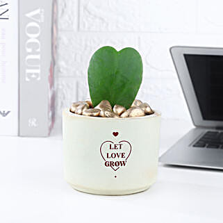 Hoya Plant In Let Love Grow Pot-image-6