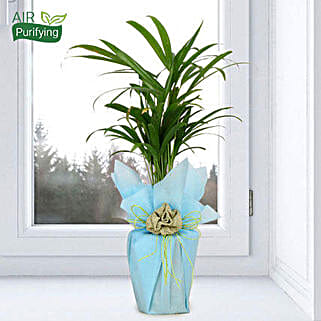 Impressive Areca Palm-picture-39