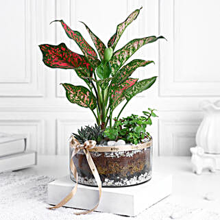 Jade Aglaonema N Haworthia Trio-picture-20