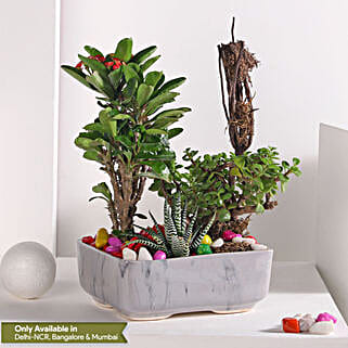 Jade and Haworthia Harmony-picture-41
