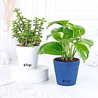 Jade Money Plant Set Gift-image-10