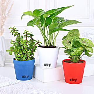 Jade Money Syngonium Plant Set-picture-18