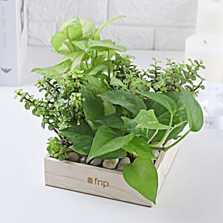 Jade N Money Plant Wooden Base Terrarium