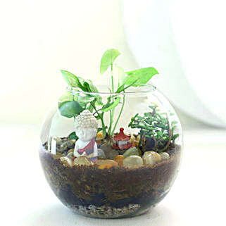 Jade N Syngonium Plant Potpouri Bowl Terrarium-picture-33