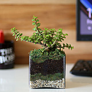 Jade Plant 4 Glass Terrariums-picture-34