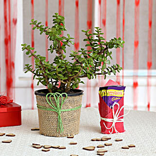 Jade Plant & Cadbury Dairy Milk Chocolates-picture-42