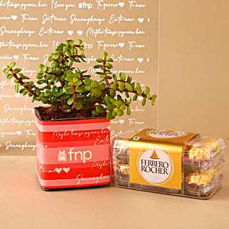 Jade Plant Chocolatey Combo Hand Delivery-picture-39